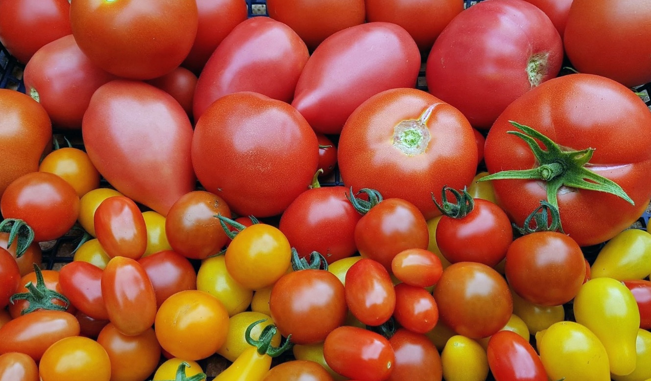 Growing vegetables on an allotment